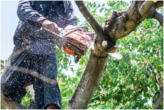 tree services Stanaford